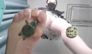 ڹ